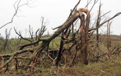 Foto de la galería: Primeras horas después del tornado en Tobuna