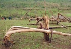 Foto de la galería: Primeras horas después del tornado en Tobuna