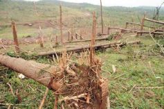 Foto de la galería: Primeras horas después del tornado en Tobuna