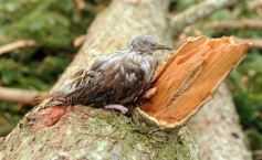 Foto de la galería: Primeras horas después del tornado en Tobuna