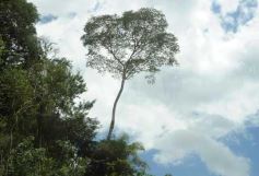 Foto de la galería: Camino al Moconá