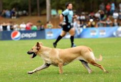 Foto de la galería: Argentina Campeón 75-Uruguay 14