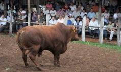 Foto de la galería: Remate del Pro a Pro