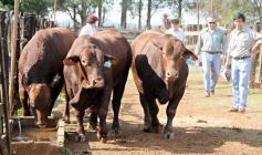 Foto de la galería: Remate del Pro a Pro