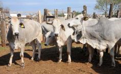 Foto de la galería: Remate del Pro a Pro