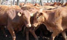 Foto de la galería: Remate del Pro a Pro