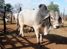 Foto de la galería: Remate del Pro a Pro