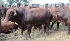 Foto de la galería: Remate del Pro a Pro