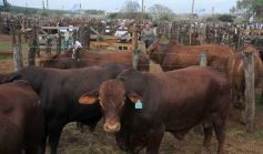 Foto de la galería: Remate del Pro a Pro