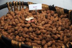 Foto de la galería: 80, Años de la estación experimental de Cerro Azul.-