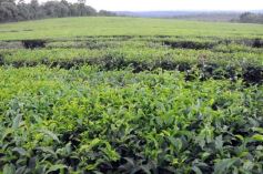 Foto de la galería: Recorridas por el Pueblo de Andresito!!