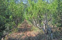 Foto de la galería: Recorridas por el Pueblo de Andresito!!