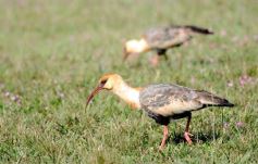 Foto de la galería: Cuarta jornada, en el Tacurú