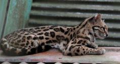 Foto de la galería: Zoo-Bal-Park