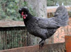 Foto de la galería: Zoo-Bal-Park