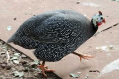 Foto de la galería: Zoo-Bal-Park