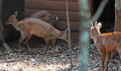 Foto de la galería: Casas de los pajaros (Guira oga)
