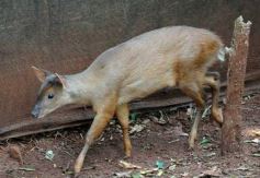 Foto de la galería: Casas de los pajaros (Guira oga)