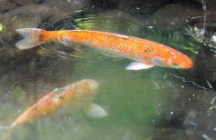 Foto de la galería: Casas de los pajaros (Guira oga)