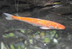 Foto de la galería: Casas de los pajaros (Guira oga)