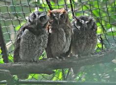 Foto de la galería: Casas de los pajaros (Guira oga)