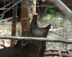 Foto de la galería: Casas de los pajaros (Guira oga)
