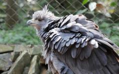 Foto de la galería: Casas de los pajaros (Guira oga)