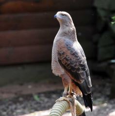 Foto de la galería: Casas de los pajaros (Guira oga)