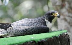 Foto de la galería: Casas de los pajaros (Guira oga)