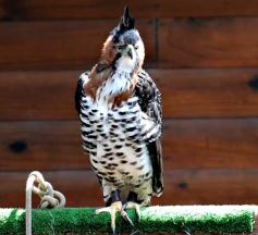 Foto de la galería: Casas de los pajaros (Guira oga)