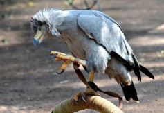 Foto de la galería: Casas de los pajaros (Guira oga)