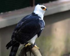 Foto de la galería: Casas de los pajaros (Guira oga)