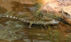 Foto de la galería: Casas de los pajaros (Guira oga)