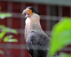Foto de la galería: Casas de los pajaros (Guira oga)
