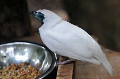 Foto de la galería: Casas de los pajaros (Guira oga)