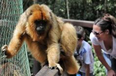 Foto de la galería: Casas de los pajaros (Guira oga)