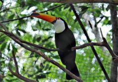 Foto de la galería: Casas de los pajaros (Guira oga)