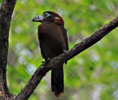 Foto de la galería: Casas de los pajaros (Guira oga)