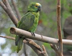 Foto de la galería: Casas de los pajaros (Guira oga)