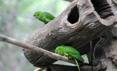 Foto de la galería: Casas de los pajaros (Guira oga)