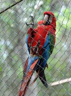 Foto de la galería: Casas de los pajaros (Guira oga)