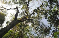 Foto de la galería: Casas de los pajaros (Guira oga)