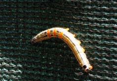 Foto de la galería: Casas de los pajaros (Guira oga)