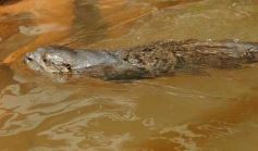 Foto de la galería: Casas de los pajaros (Guira oga)