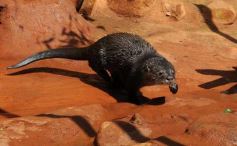 Foto de la galería: Casas de los pajaros (Guira oga)