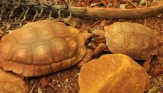 Foto de la galería: Casas de los pajaros (Guira oga)
