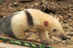 Foto de la galería: Casas de los pajaros (Guira oga)