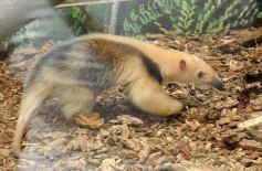 Foto de la galería: Casas de los pajaros (Guira oga)