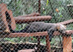 Foto de la galería: Casas de los pajaros (Guira oga)