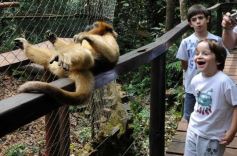 Foto de la galería: Casas de los pajaros (Guira oga)